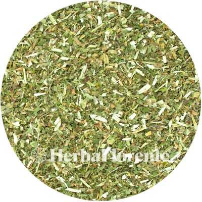 Motherwort - Leonurus cardiaca