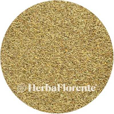 Anise - Pimpinella anisum
