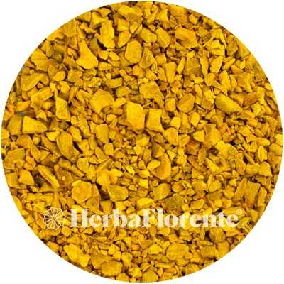 Curcuma zanth. - Curcumae zanthorrhizae - Coupée