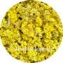 Kattenpoten Bloem Gesneden - Stoechados (Gnaphalium arenarium) Flor. Conc.