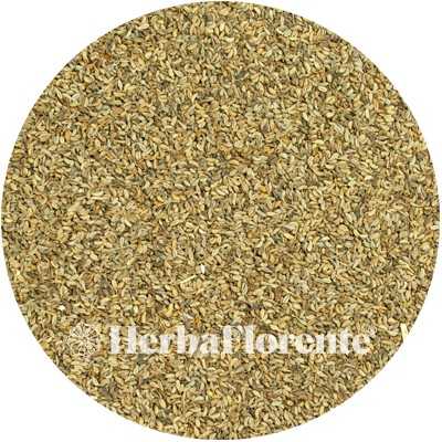 Parsley - Petroselini - Seed
