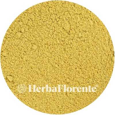 Fenouil - Foeniculum vulgare