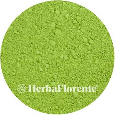 Weizengrass - Triticum aestivum