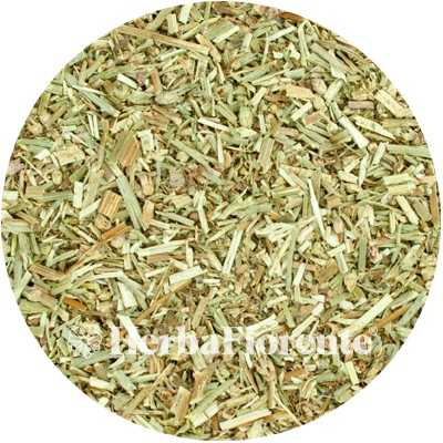 Zichorie (Kraut) - Cichorium Intybus